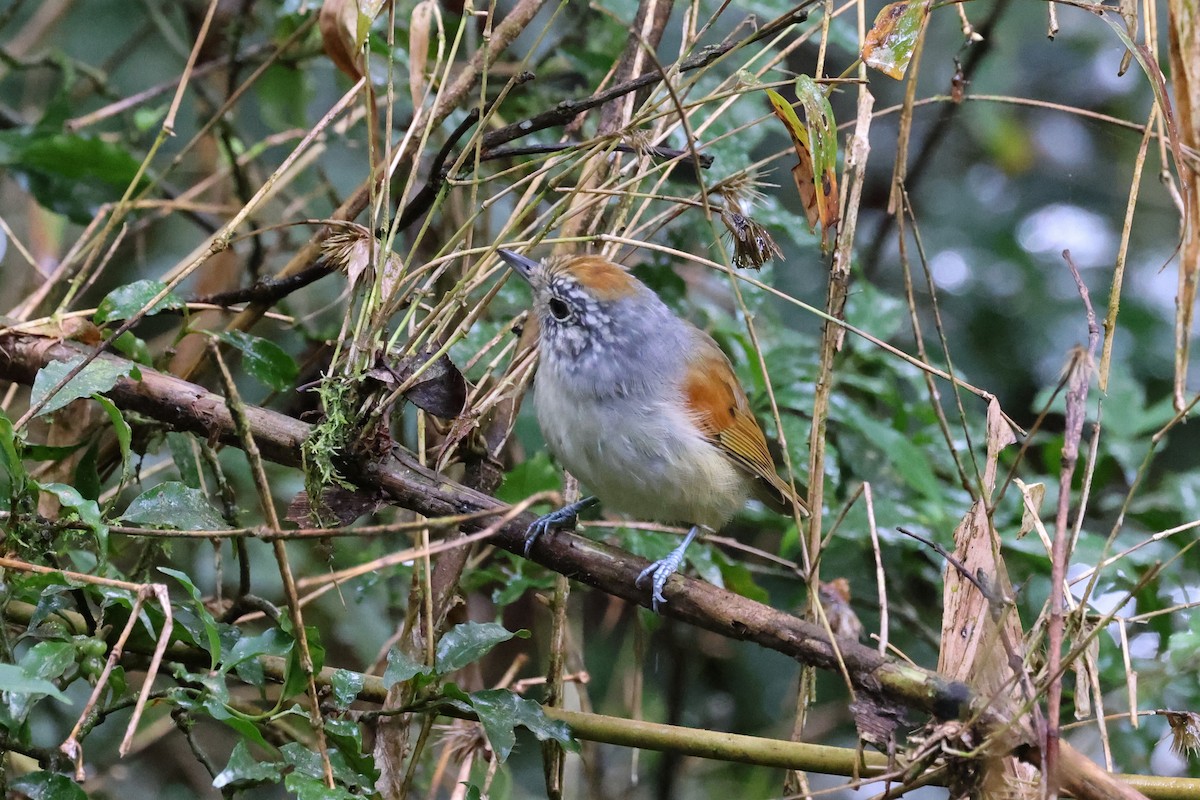 Rufous-backed Antvireo - ML617106422