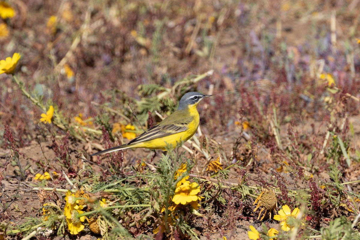 Western Yellow Wagtail - Simone Stefanetti