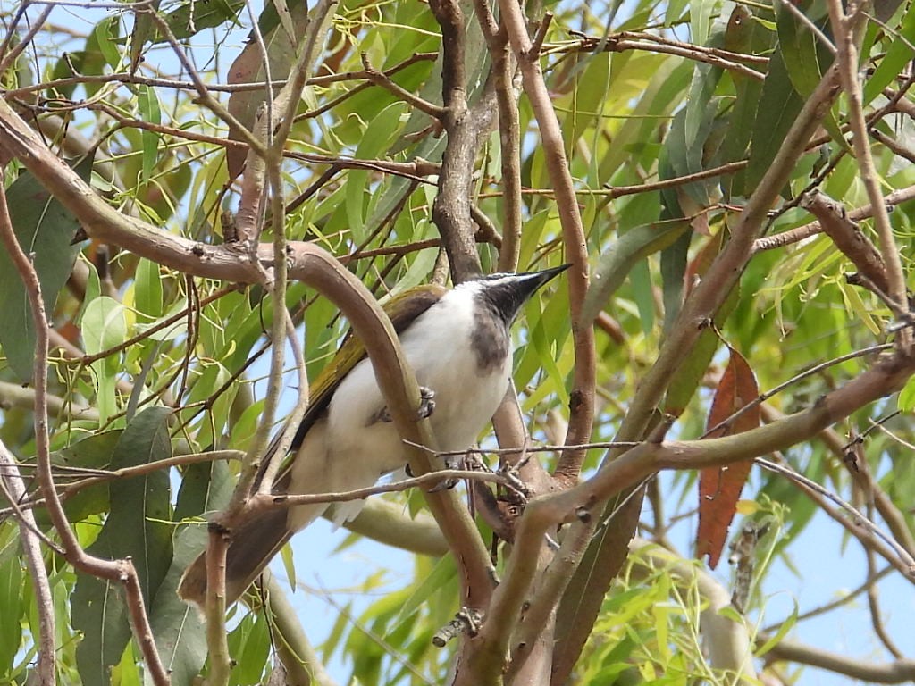 Blue-faced Honeyeater - ML617106439