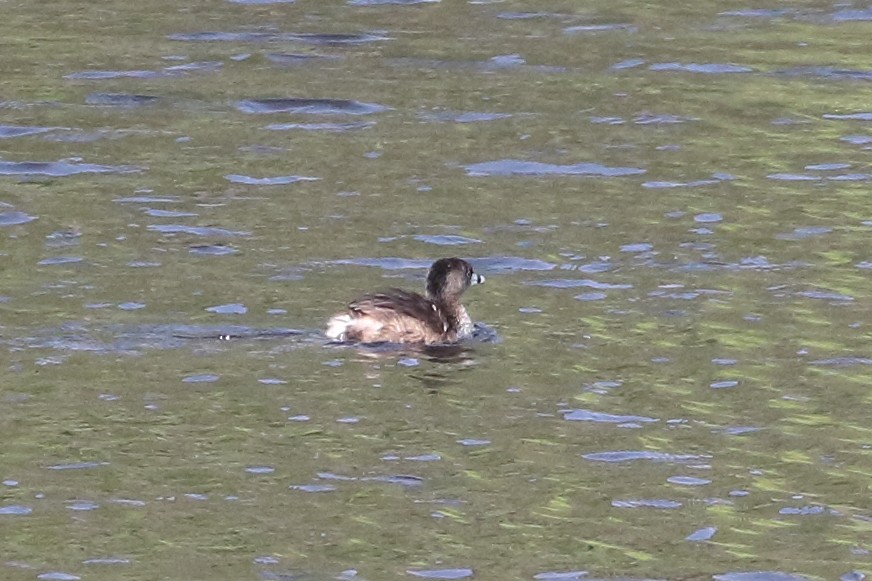 Pied-billed Grebe - ML617106443