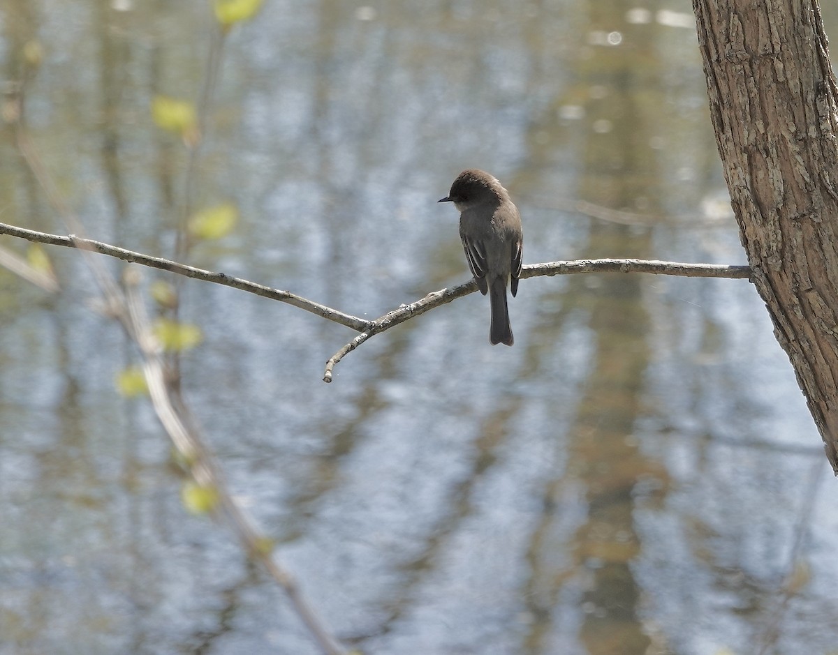 Eastern Phoebe - ML617106452