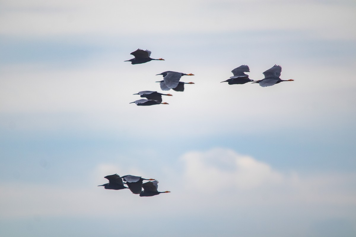 Black Heron - ML617106457