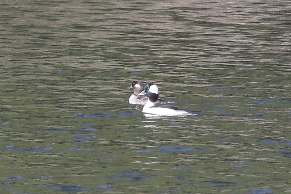 Bufflehead - ML617106459