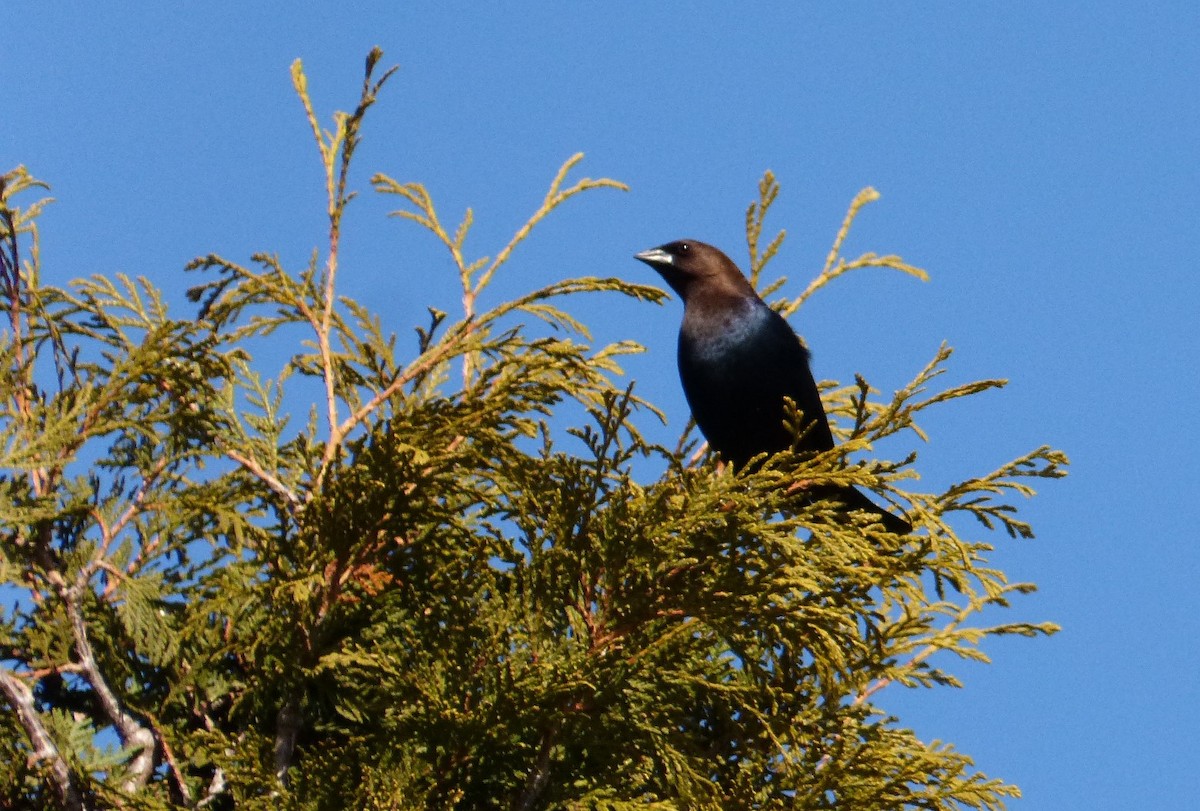 Brown-headed Cowbird - ML617106462