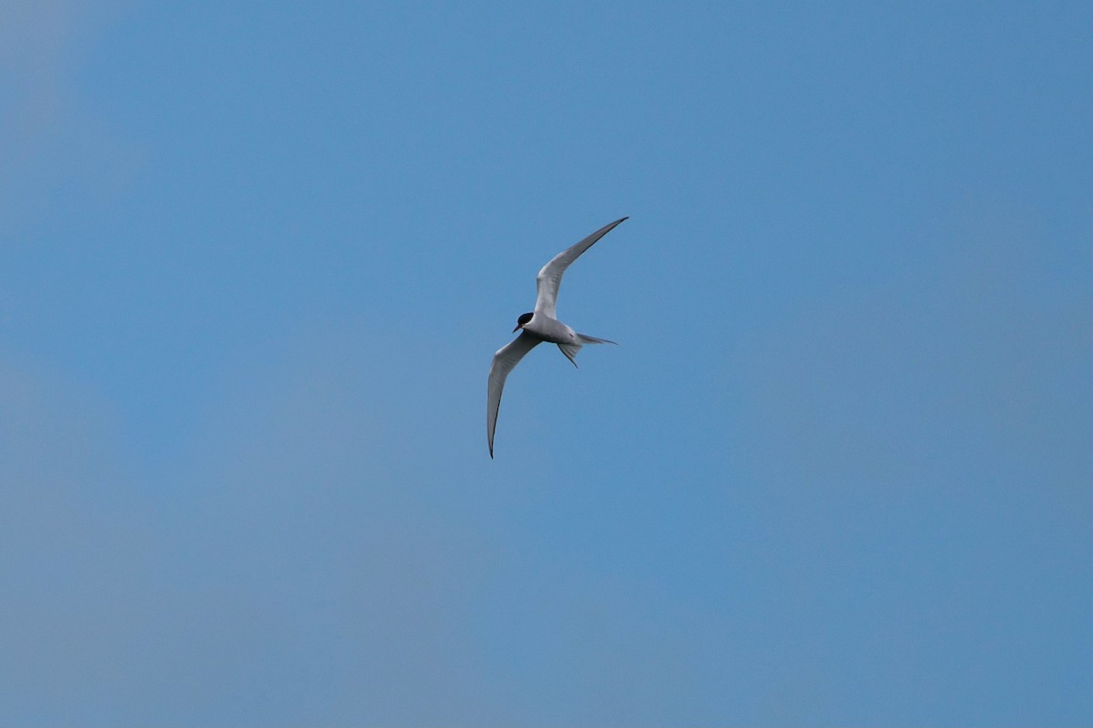 Arctic Tern - ML617106477