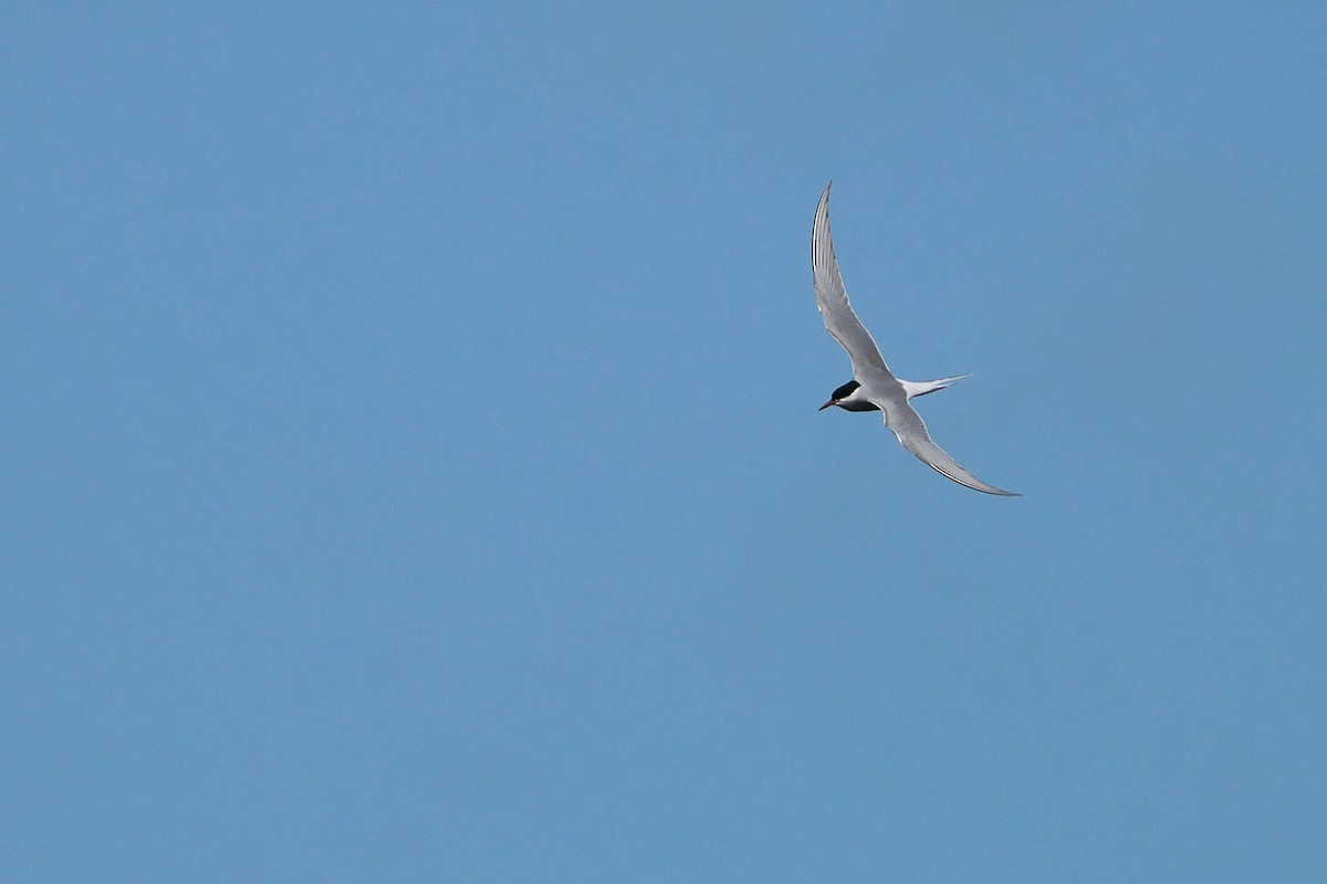 Arctic Tern - ML617106478