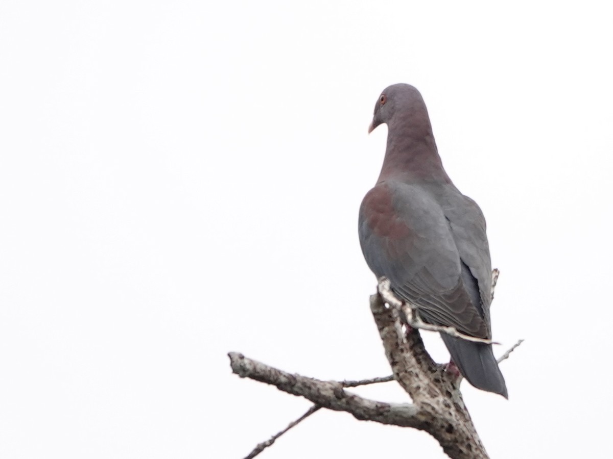 Pigeon à bec rouge - ML617106489