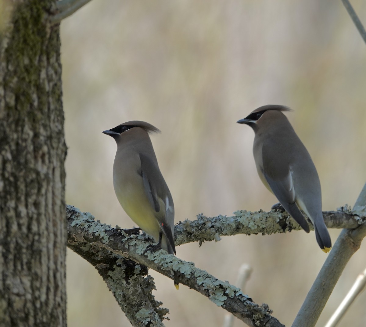 Cedar Waxwing - ML617106494