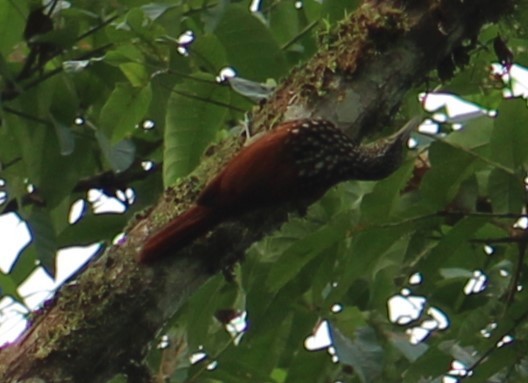 Black-striped Woodcreeper - Deborah  Hansen