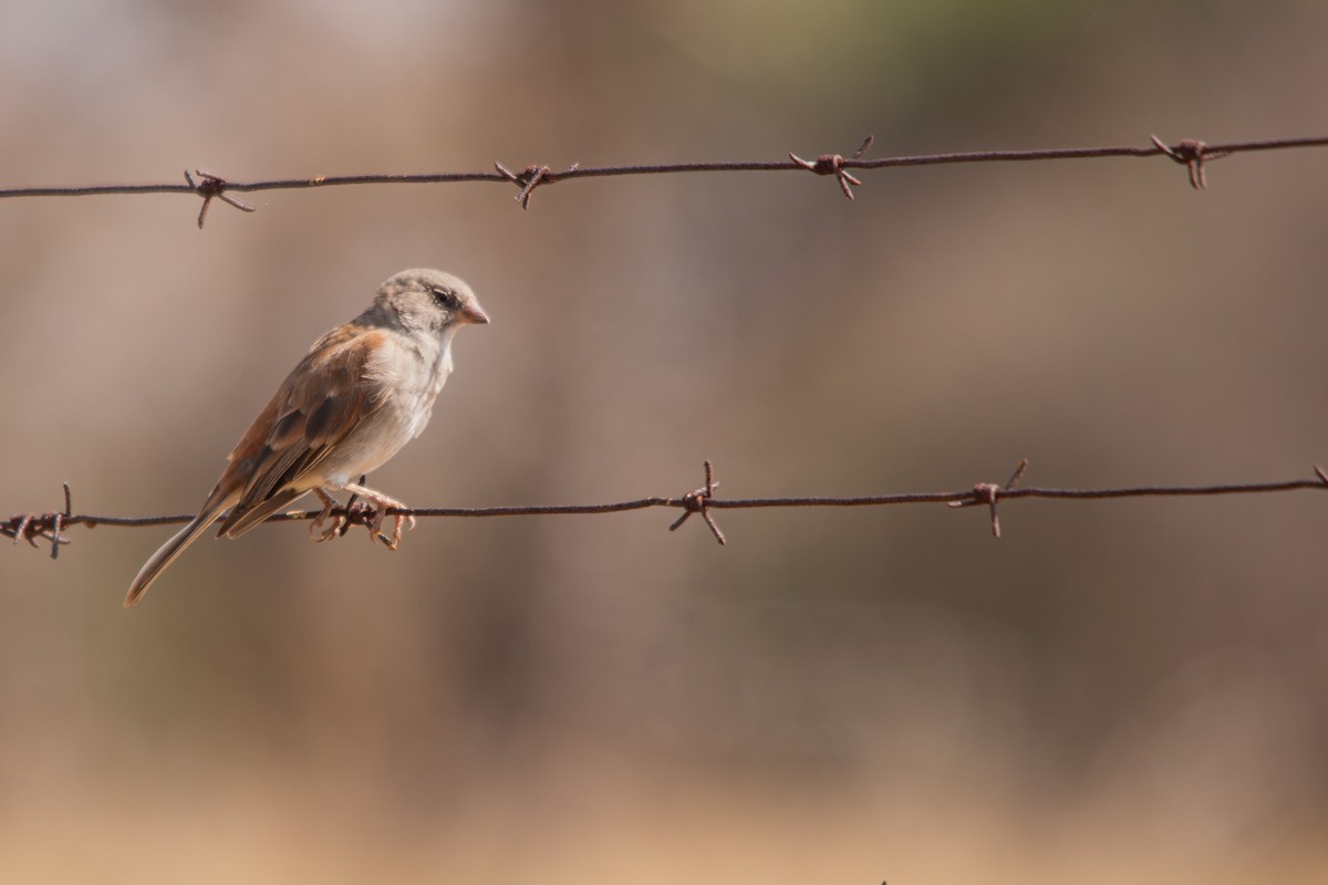 Great Rufous Sparrow - Retief Williams