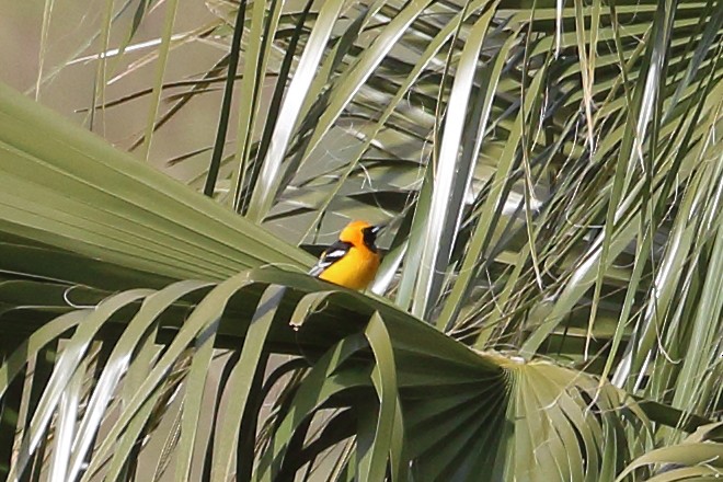 Bullock's Oriole - ML617106572