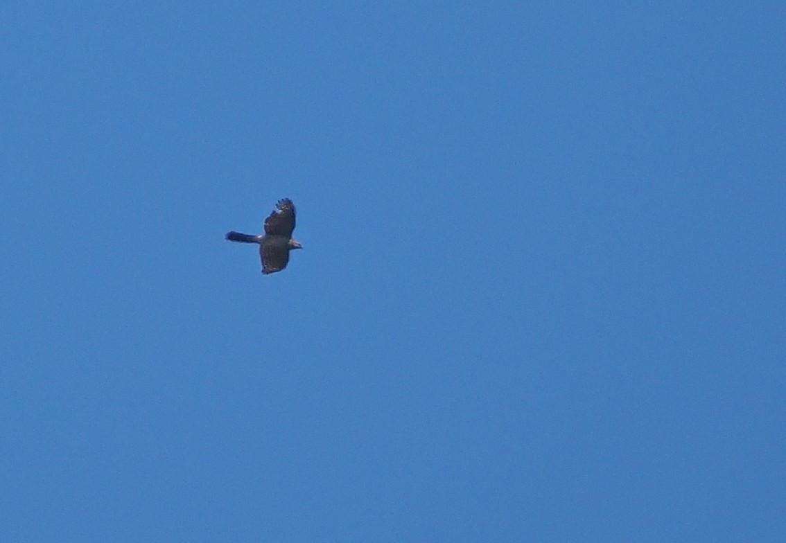 Cooper's Hawk - ML617106580