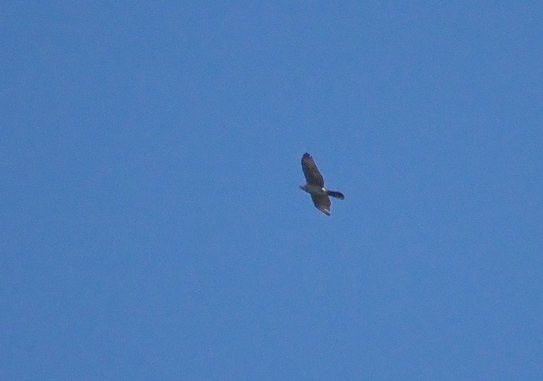 Cooper's Hawk - ML617106581