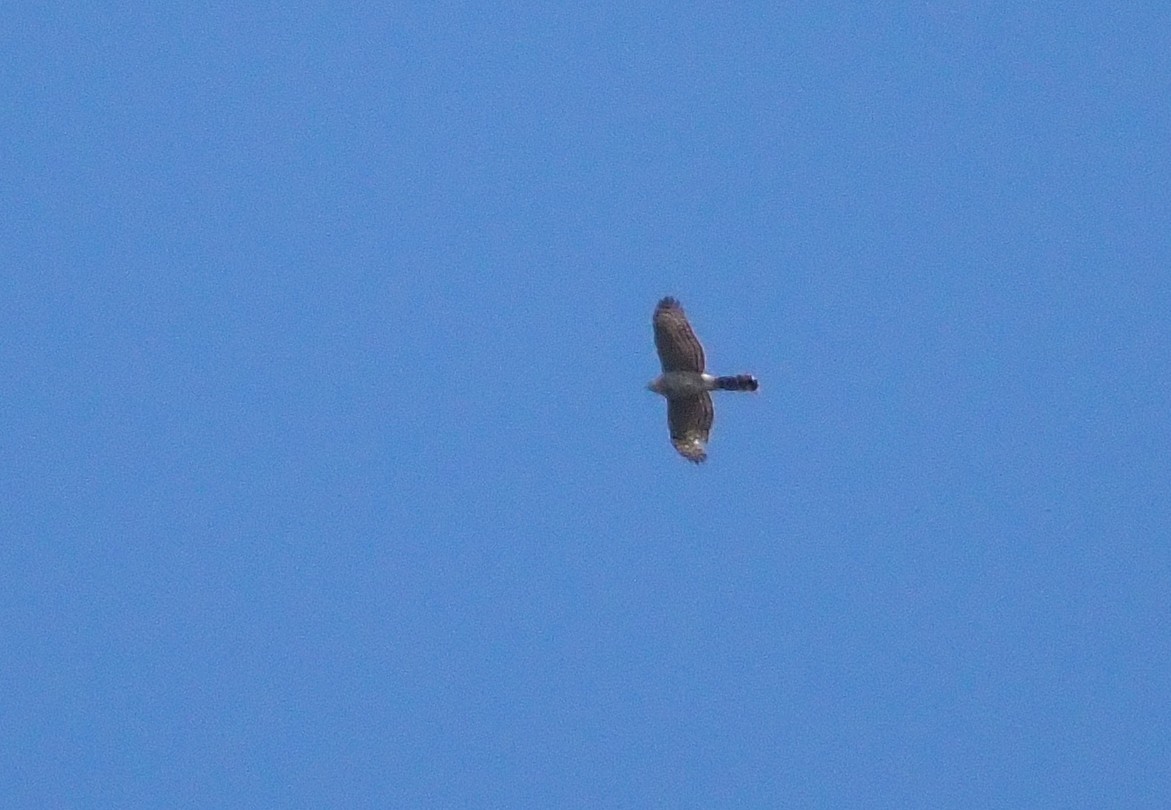 Cooper's Hawk - ML617106582