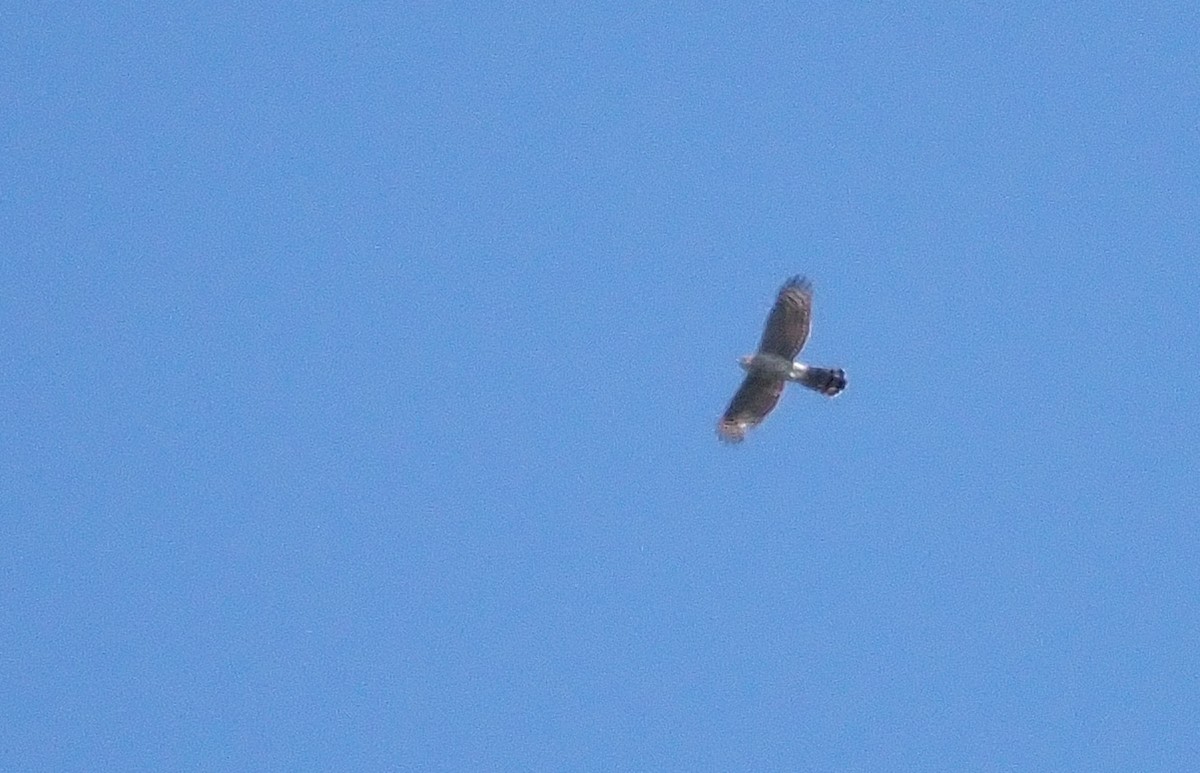 Cooper's Hawk - ML617106583