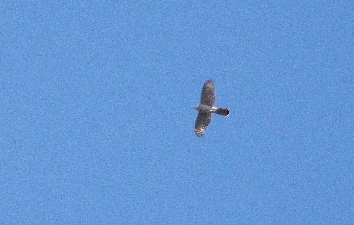 Cooper's Hawk - ML617106584