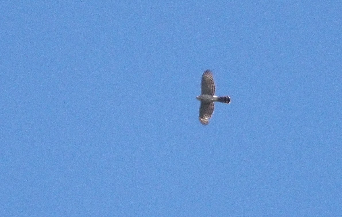 Cooper's Hawk - ML617106585