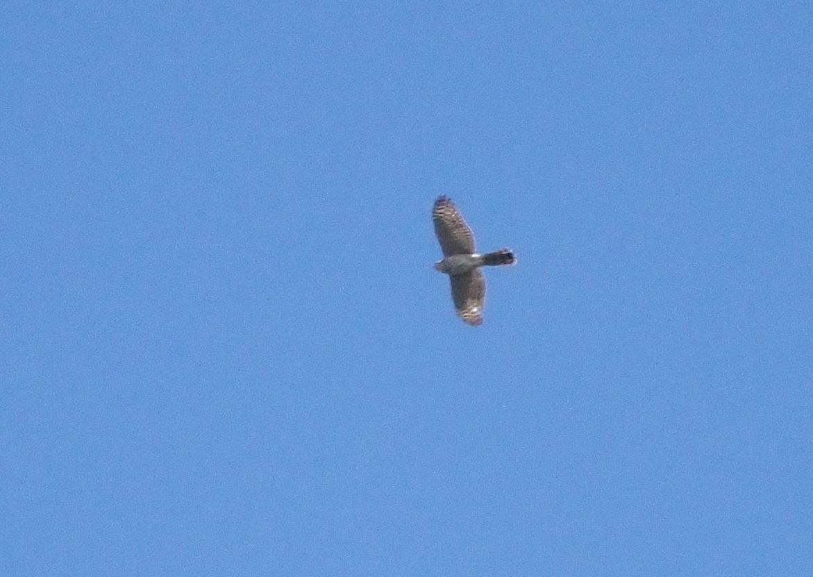 Cooper's Hawk - ML617106586