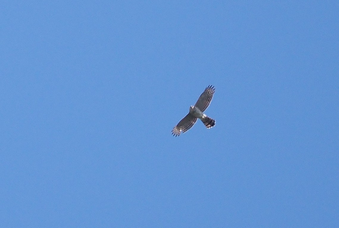 Cooper's Hawk - ML617106587
