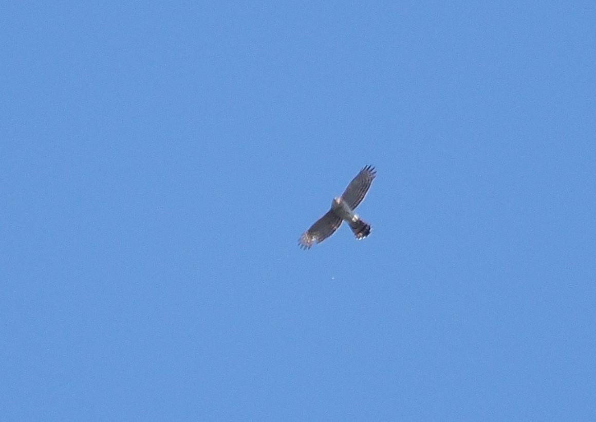 Cooper's Hawk - ML617106588