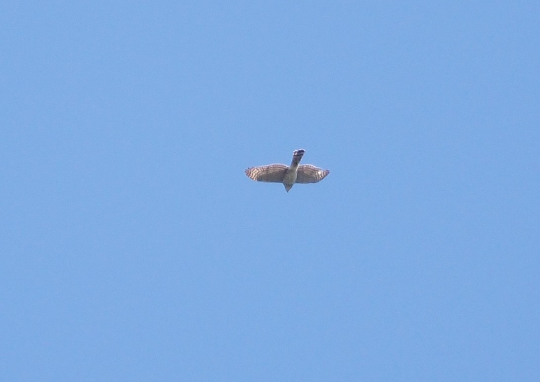 Cooper's Hawk - ML617106589