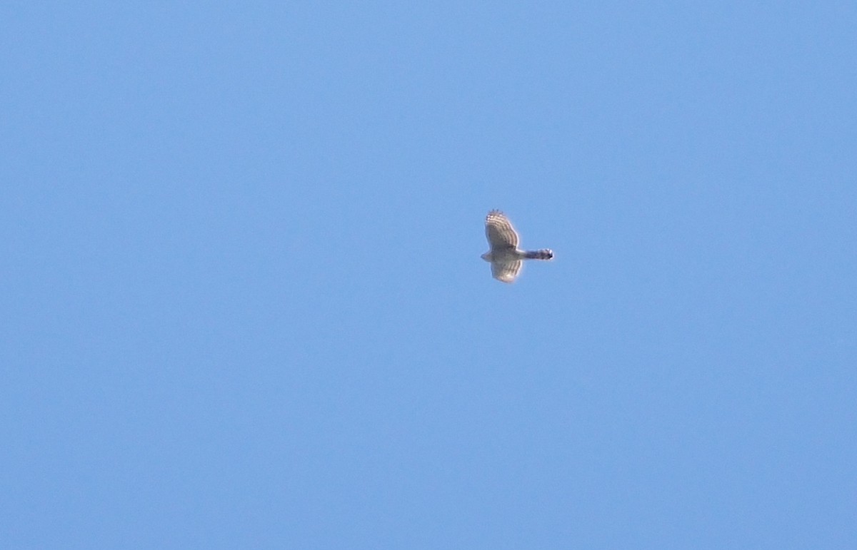 Cooper's Hawk - ML617106590