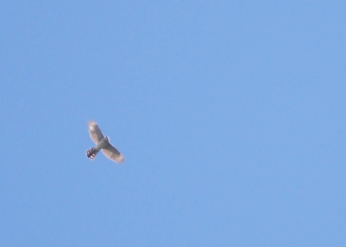Cooper's Hawk - ML617106591