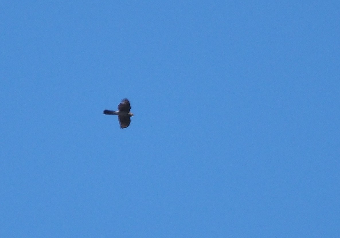 Cooper's Hawk - ML617106592