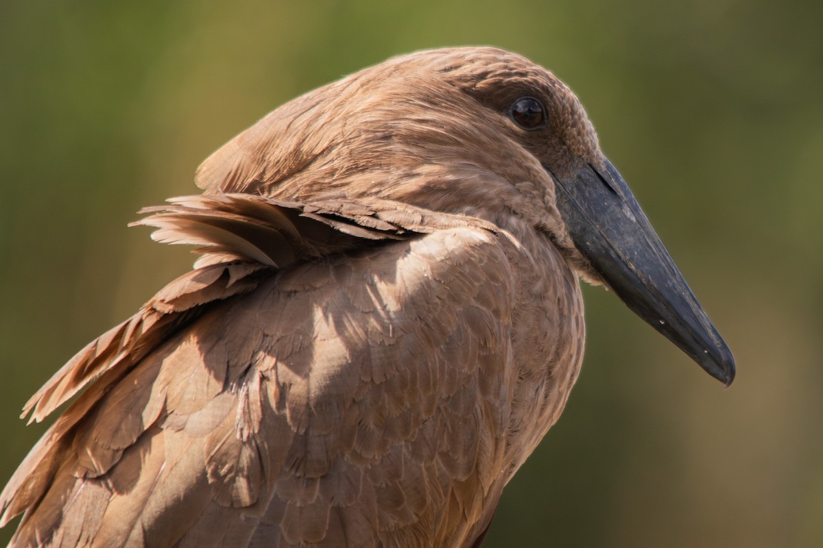 Hamerkop - ML617106600