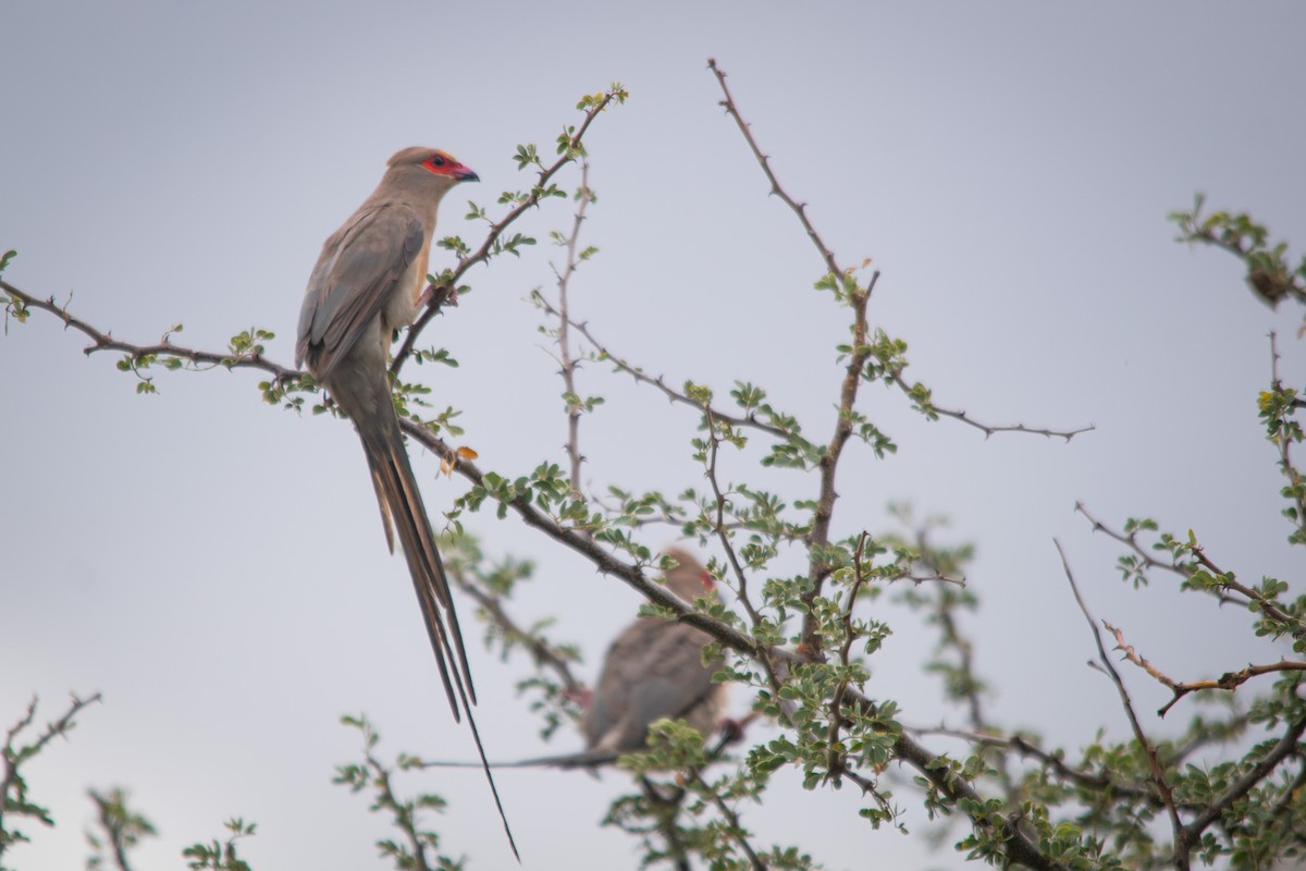 Red-faced Mousebird - ML617106605