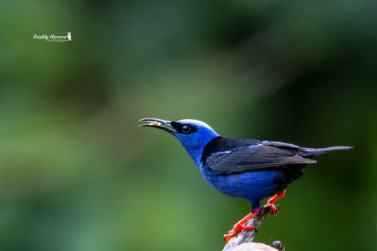 Red-legged Honeycreeper - ML617106629