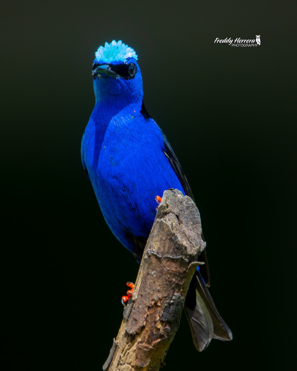 Red-legged Honeycreeper - Freddy Herrera