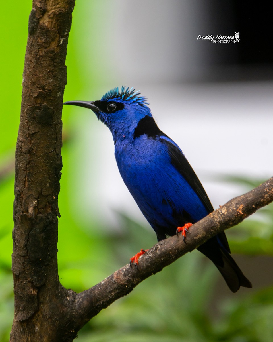 Red-legged Honeycreeper - ML617106634