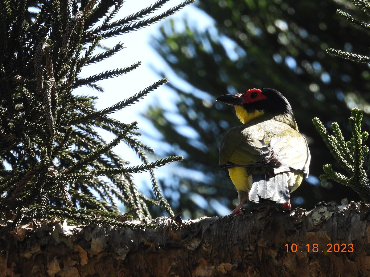 Australasian Figbird - ML617106643