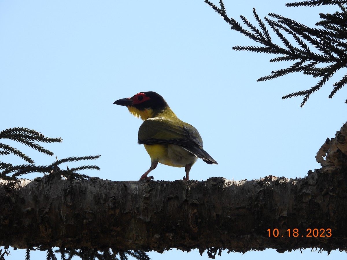 Australasian Figbird - ML617106644