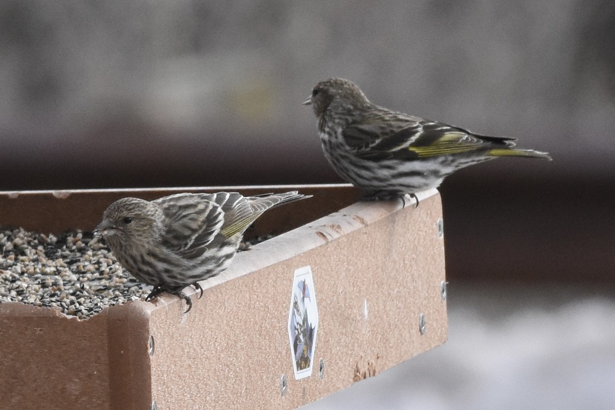 Pine Siskin - ML617106703