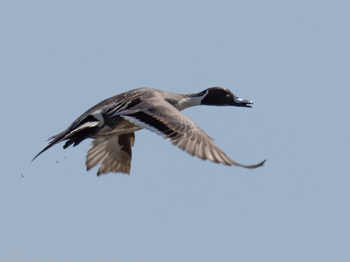 Northern Pintail - ML617106729