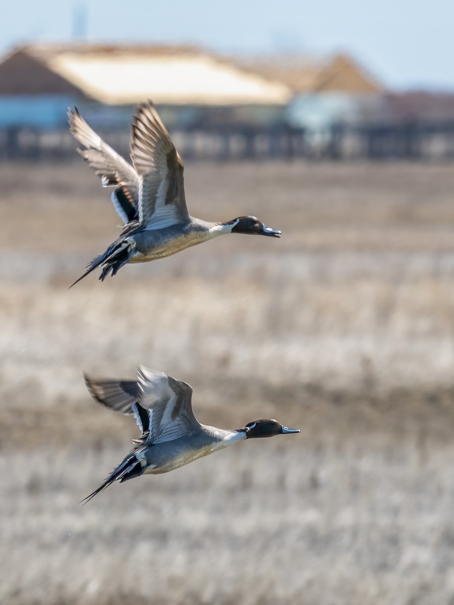 Northern Pintail - ML617106730