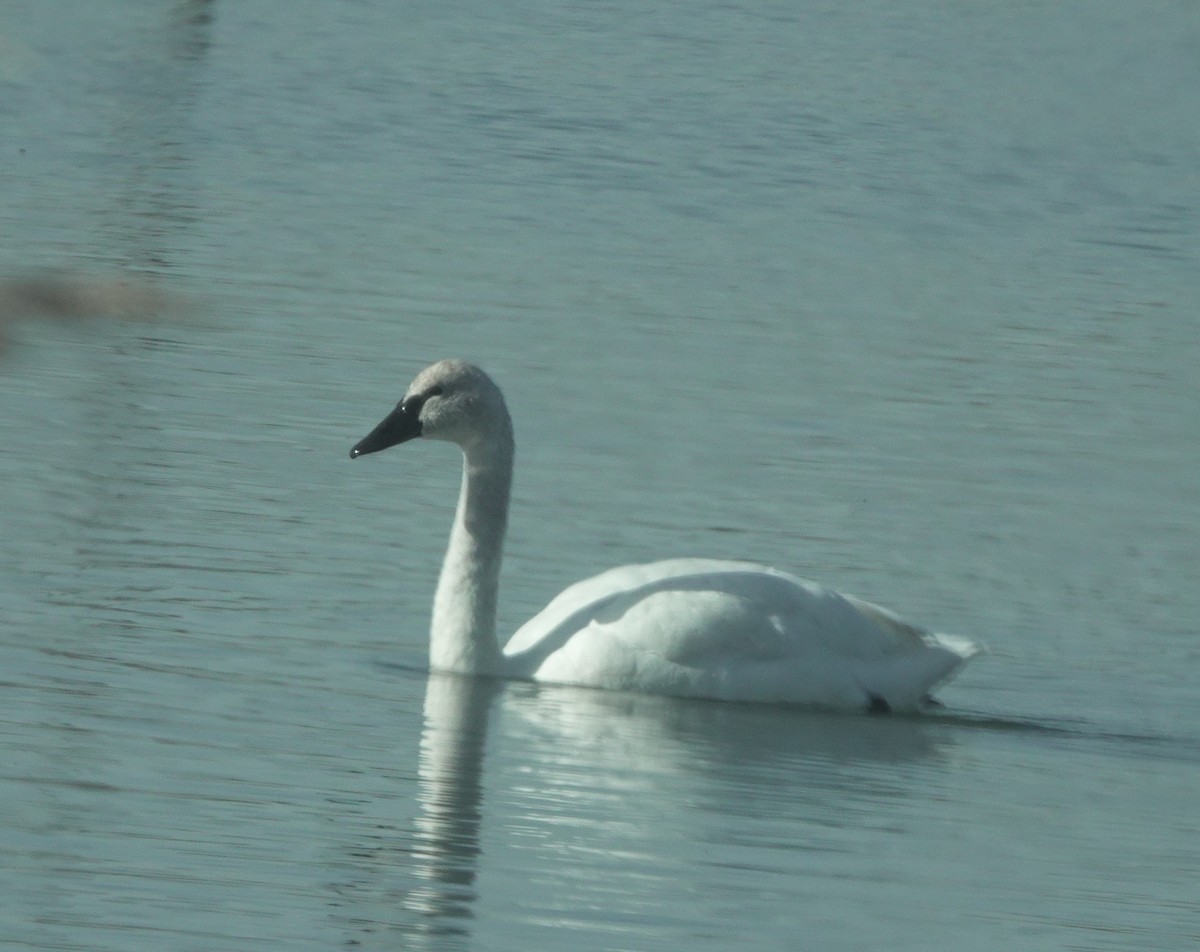 Cisne Trompetero - ML617106767