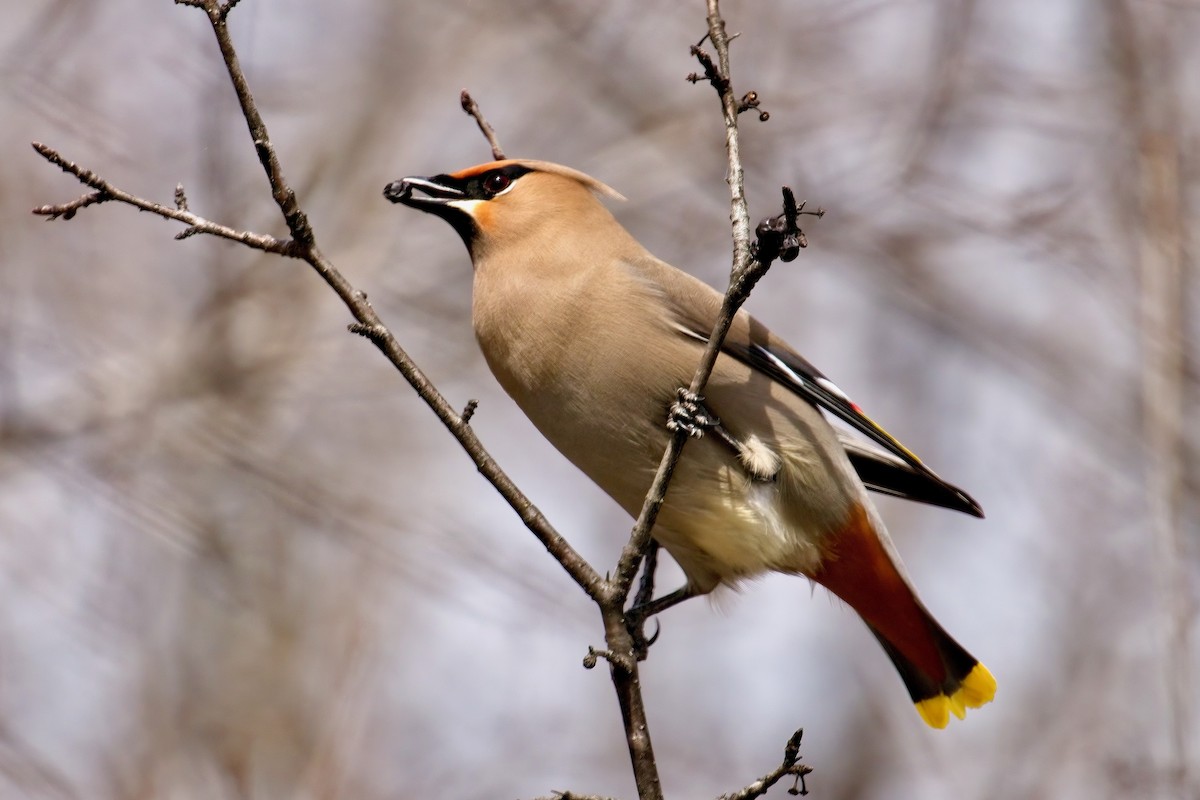 Bohemian Waxwing - ML617106820