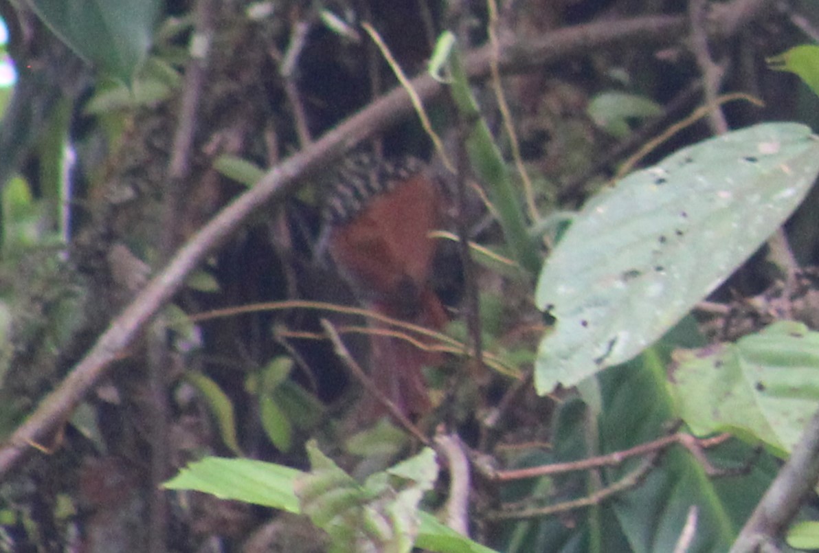 Black-striped Woodcreeper - ML617106829