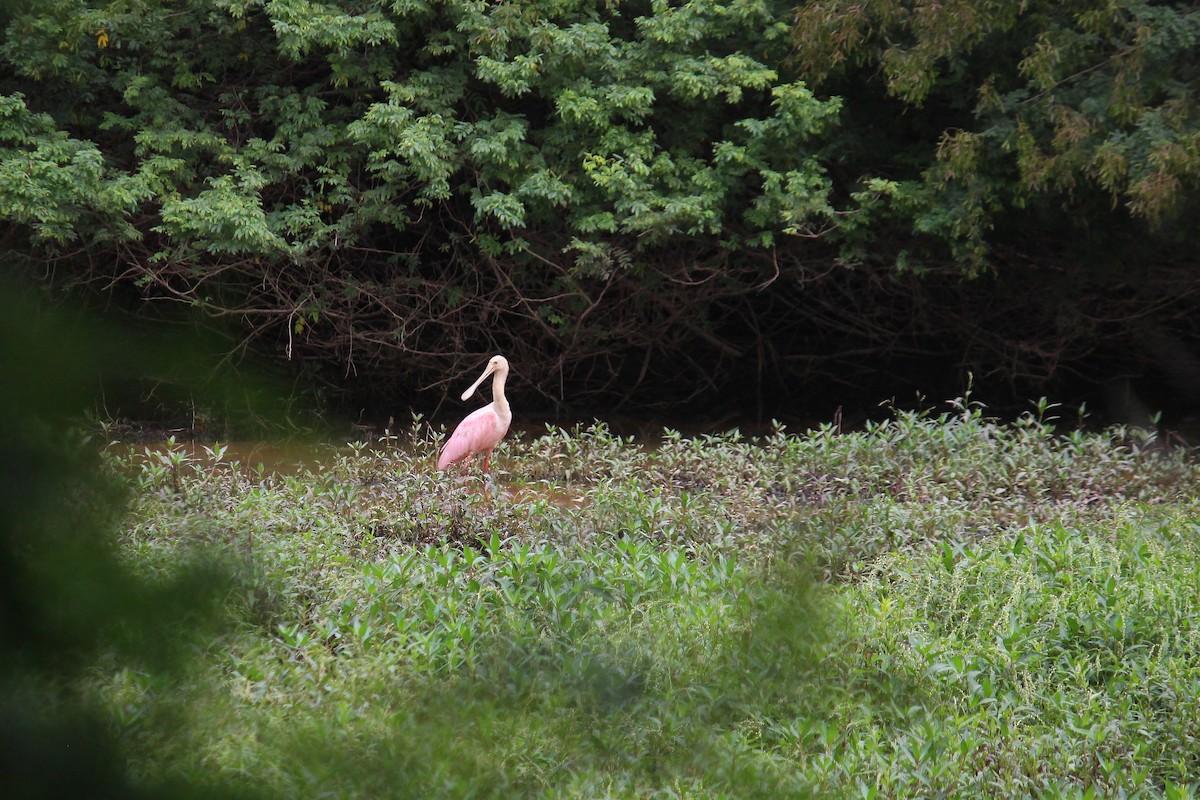 Roseate Spoonbill - ML617106876