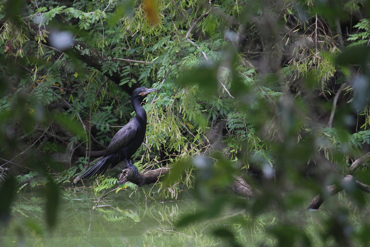 Cormorán Biguá - ML617106884