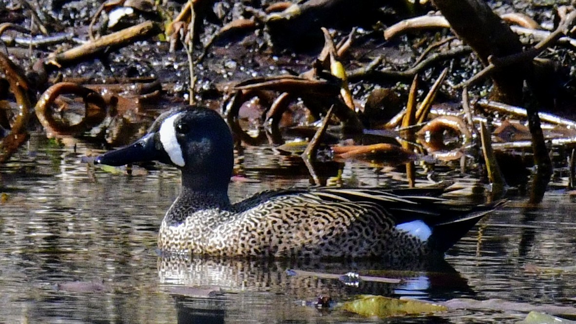 Blue-winged Teal - ML617106947