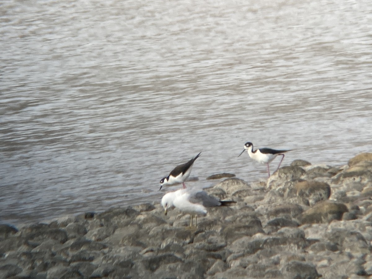 Black-necked Stilt - Anonymous