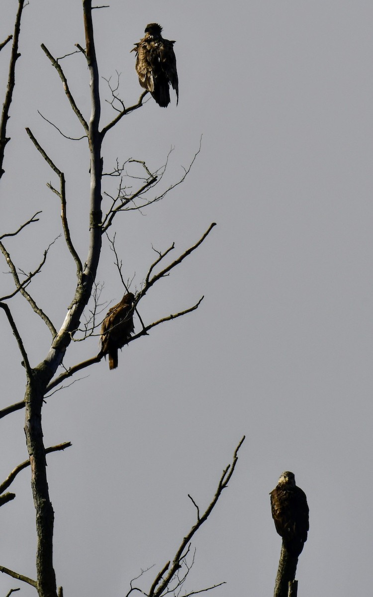 Bald Eagle - Ron Terpstra