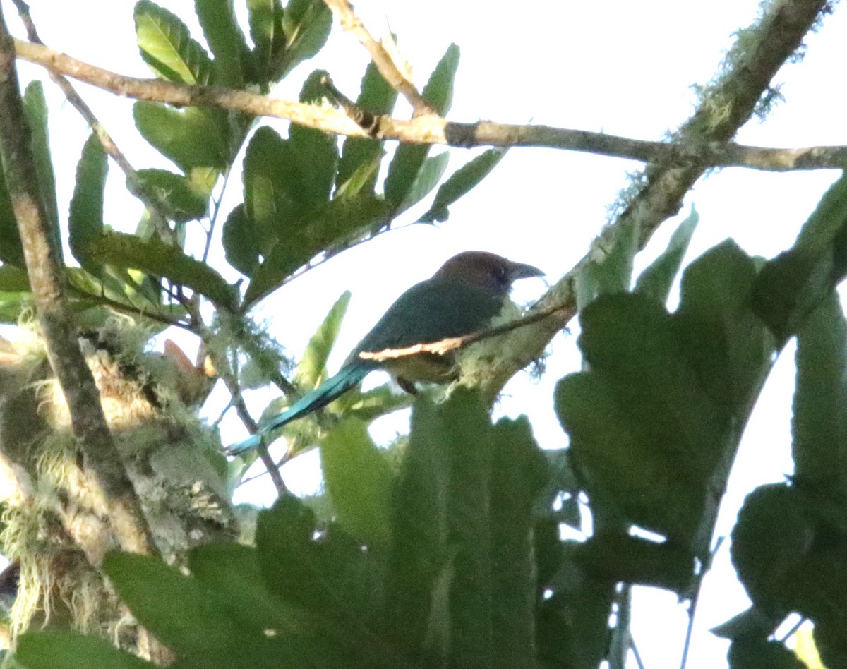 Motmot à tête rousse - ML617106967