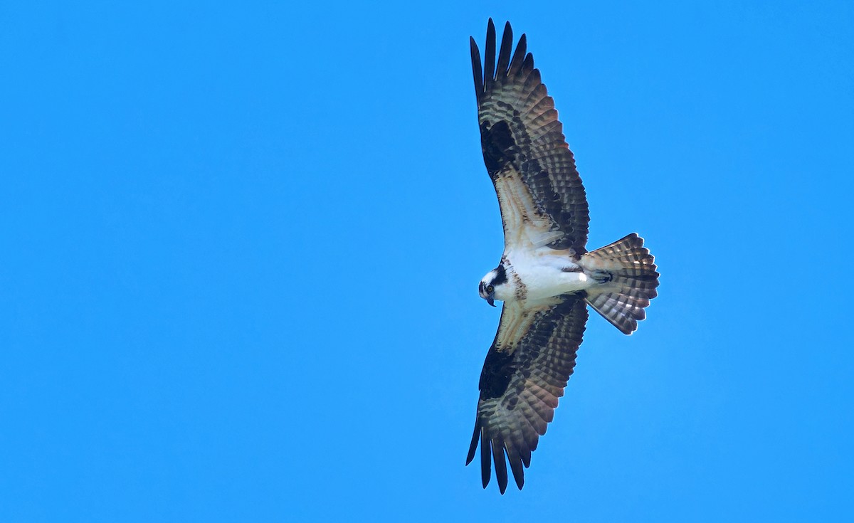 Osprey - ML617106970