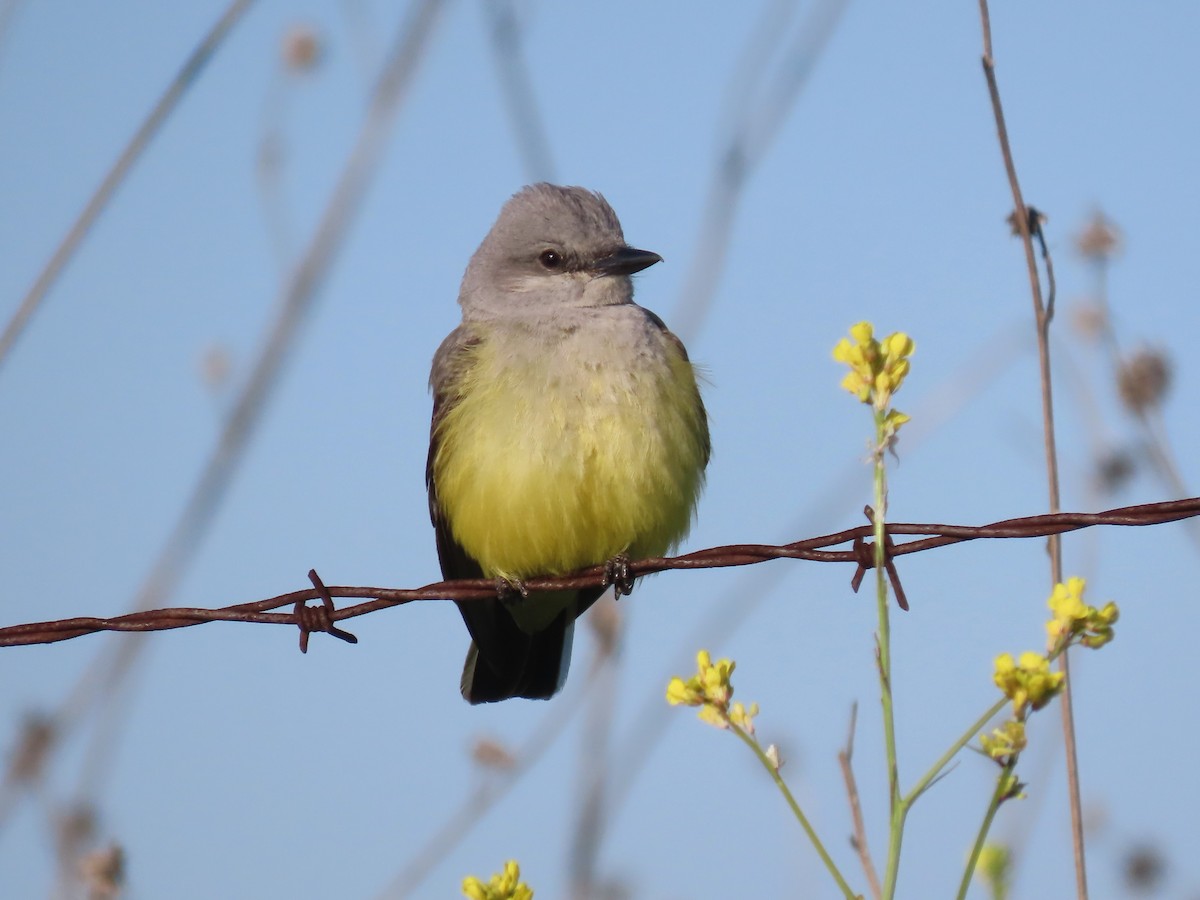 Western Kingbird - ML617106980