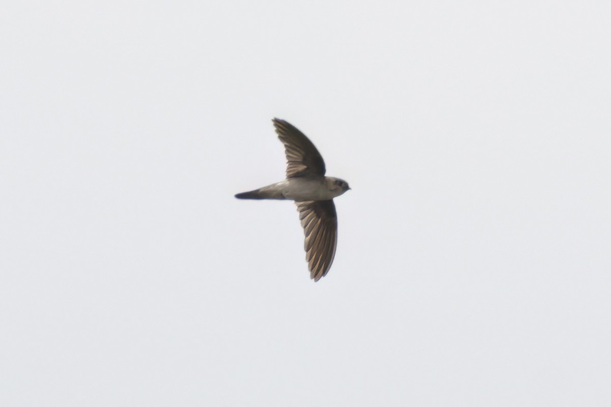 Cave Swiftlet - ML617107011